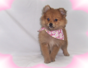 One of our adorable puppies