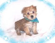 One of our adorable puppies