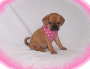 One of our adorable puppies