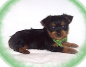 One of our adorable puppies