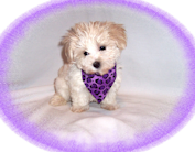 All of our puppies are adorable!